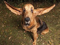 Ччто смотришь,крылатую собаку не видел?