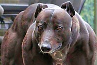 Тьфы ты, ничего нельзя доверить, опять перекачали анаболиками!