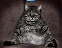 Ну шо лысый! Вискас принес?