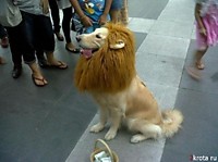 Да мне теперь никакая "собака" не страшна.