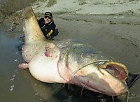 Дааааа, теперь и холодильник такой же надо, а то пропадет добыча моя!