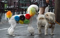 Видишь Шурик, какой я верный, мне хозяйка доверила даже свои резиночки поносить.