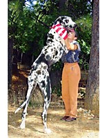 Ох!Скорее бы хозяин приехал, а то все потанцуй, да потанцуй, че я... балеро что ли?